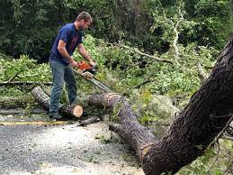 Best Stump Grinding and Removal  in Tioga Terrace, NY