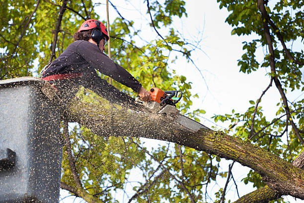 Best Hedge Trimming  in Tioga Terrace, NY