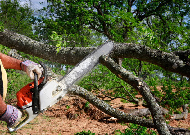 Tioga Terrace, NY Tree Care Company